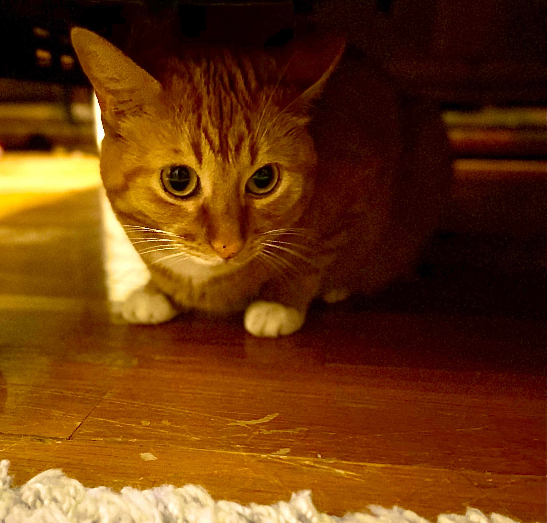 Nala