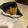 Nala is registered to the contest to win money with this photo: bag, bed, cat, cozy, curious, ears, eyes, feline, fur, household, indoor, looking, orange_cat, pet, resting, snowflake_pattern, soft_lighting, tabby, whiskers, wrapping_paper