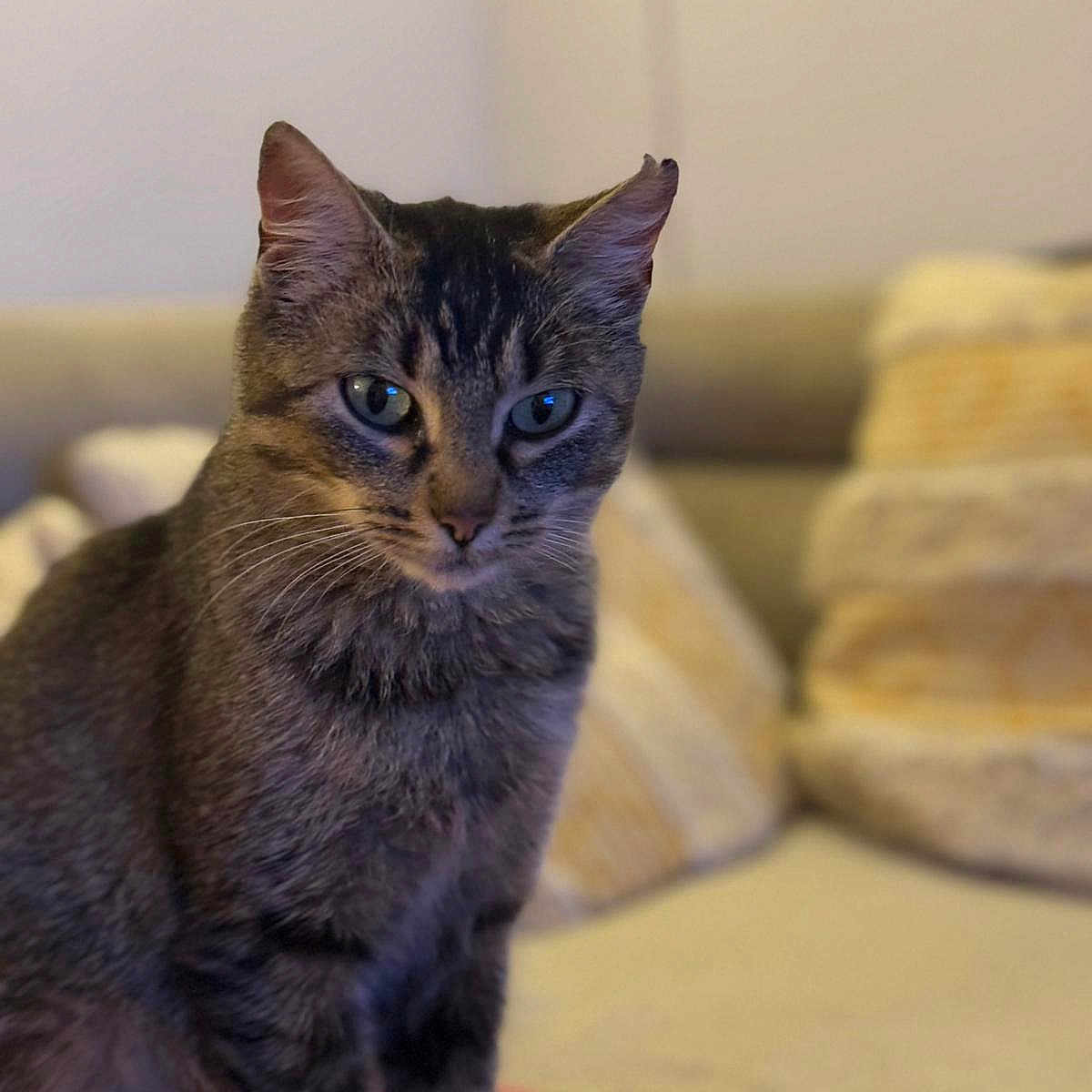 Lily a rejoint le concours — aidez-le/la à gagner de superbes lots ! abyssinian, angora, animal, architecture, blanket, brasssection, building, cat, couch, cushion, egyptiancat, furniture, homedecor, horn, indoors, kitten, livingroom, manx, pet, room