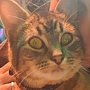 Riker is registered to the contest to win money with this photo: cat, tabby, pet, close_up, wide_eyes, collar, whiskers, fur, indoor, hand, holding, curious, animal, mammal, face, ears, nose, domestic_cat, feline, portrait