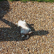 Bella participe au concours pour gagner de l'argent avec cette photo : animal, belly_up, cat, daylight, feline, grass, ground, lying_down, nature, outdoor, pebbles, pet, relaxing, resting, shadow, small_stones, summer, sunlight, texture, warm