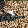 animal, belly_up, cat, daylight, feline, grass, ground, lying_down, nature, outdoor, pebbles, pet, relaxing, resting, shadow, small_stones, summer, sunlight, texture, warm
