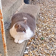 Bella a rejoint le concours — aidez-le/la à gagner de superbes lots ! cat, grey_cat, white_cat, cat_loaf, paws, pebbles, gravel, concrete_step, porch, outdoor, pet, fur, whiskers, relaxed, sitting, rusted_rail, plant_pot, stone, closeup, side_profile