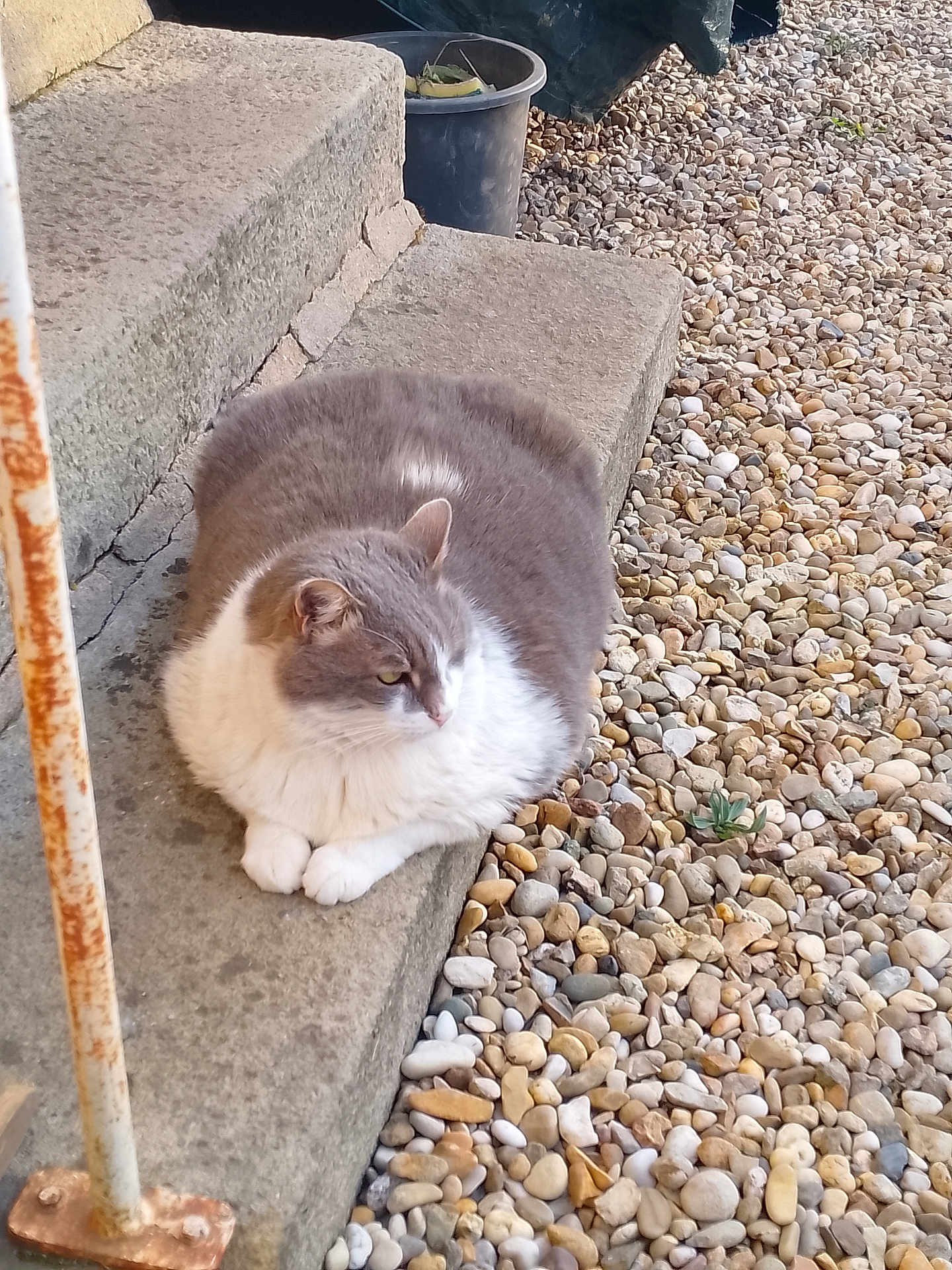 Bella a rejoint le concours — aidez-le/la à gagner de superbes lots ! cat, grey_cat, white_cat, cat_loaf, paws, pebbles, gravel, concrete_step, porch, outdoor, pet, fur, whiskers, relaxed, sitting, rusted_rail, plant_pot, stone, closeup, side_profile