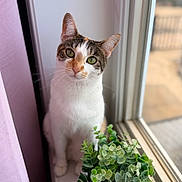 Akira Bahiti is registered to the contest to win money with this photo: cat, feline, pet, window, windowsill, potted_plant, green_plant, curtain, pink_curtain, indoor, portrait, closeup, whiskers, ears, green_eyes, white_fur, tabby, looking_up, natural_light, shallow_depth_of_field