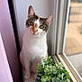 cat, feline, pet, window, windowsill, potted_plant, green_plant, curtain, pink_curtain, indoor, portrait, closeup, whiskers, ears, green_eyes, white_fur, tabby, looking_up, natural_light, shallow_depth_of_field