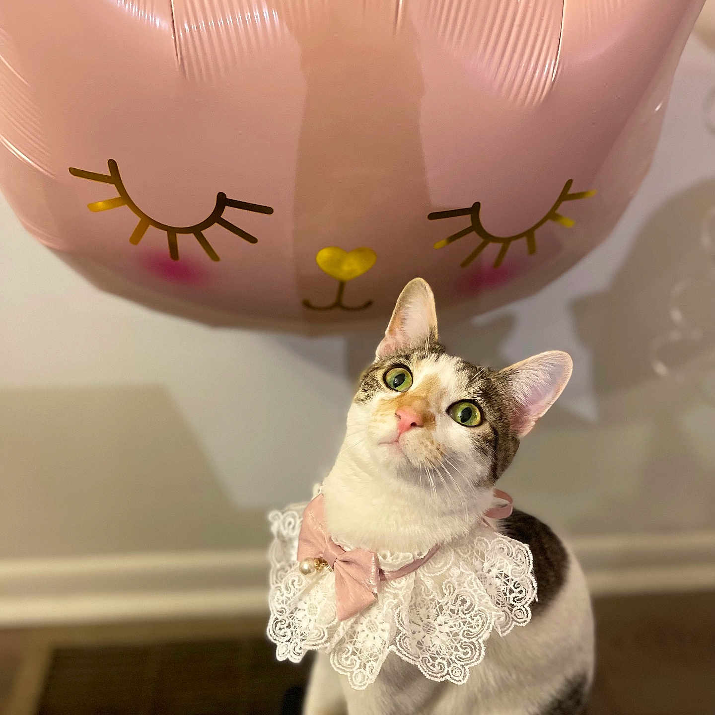 Akira Bahiti is registered to the contest to win money with this photo: balloon_face, bow, cat, celebration, closeup, costume, curious, cute, feline, green_eyes, indoor, lace_collar, party_decor, pet, photography, pink_balloon, portrait, sitting, whimsical, wood_floor