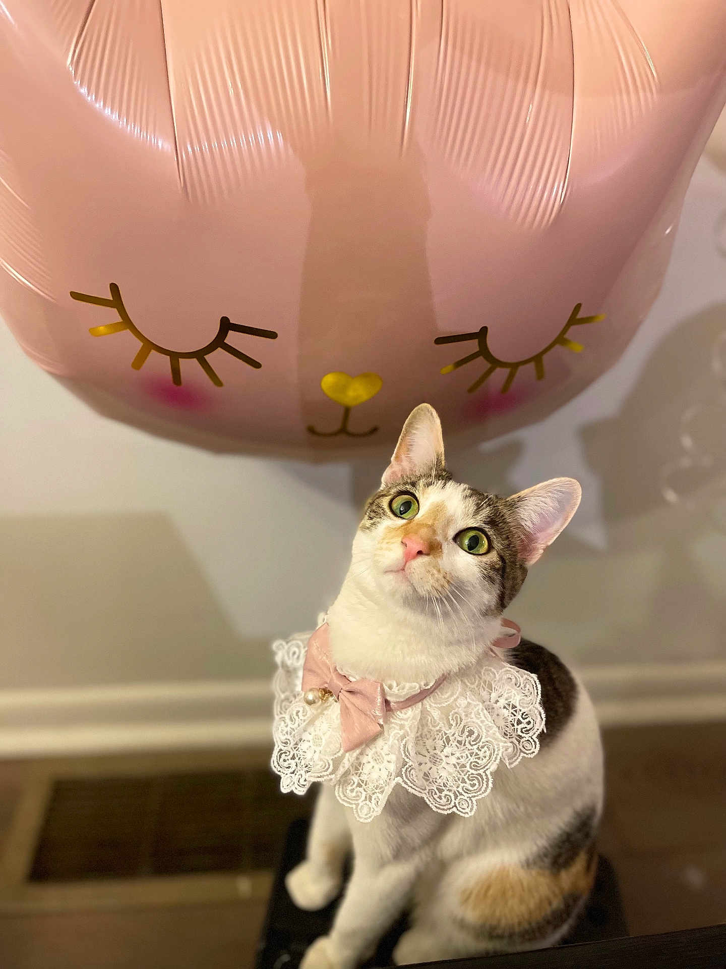Akira Bahiti is registered to the contest to win money with this photo: cat, feline, pet, pink_balloon, balloon_face, lace_collar, bow, green_eyes, curious, portrait, indoor, sitting, wood_floor, celebration, party_decor, cute, whimsical, photography, closeup, costume