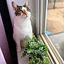 Akira Bahiti joined the competition — help win amazing prizes! cat, feline, pet, cat_face, green_eyes, whiskers, window, windowsill, indoor, potted_plant, houseplant, foliage, looking_up, portrait, curious, bokeh, shallow_depth_of_field, sunlit, cozy, vertical