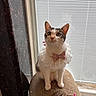 Akira is registered to the contest to win money with this photo: cat, lace_collar, pink_bow, pearl, indoor, curtains, window_blinds, textured_surface, sitting, white_fur, tabby_markings, pet, animal, curious, looking_up, natural_light, cozy, elegant, close_up, portrait