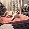 blanket, calico_cat, cat, couch, cozy, curtains, decor, flower_vase, furniture, home, indoor, living_room, paws, pet, pink, relaxed, resting, soft_texture, stretching, wine_bottles