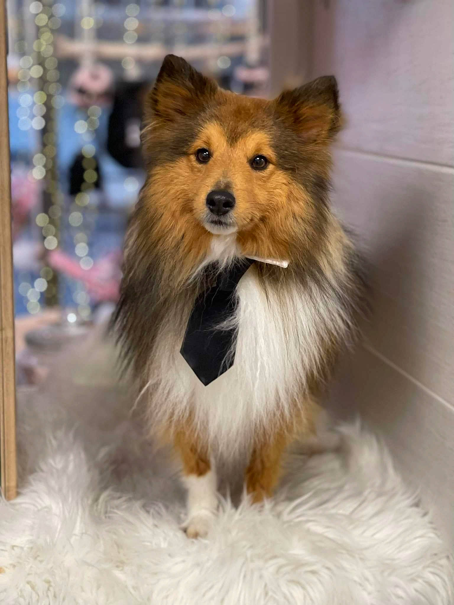 Olfi a rejoint le concours — aidez-le/la à gagner de superbes lots ! ancient_dog_breeds, canidae, carnivore, collie, companion_dog, dog, dog_breed, fawn, fur, liver, rough_collie, scotch_collie, shetland_sheepdog, snout, sporting_group, terrestrial_animal, whiskers, wildlife, working_animal, working_dog