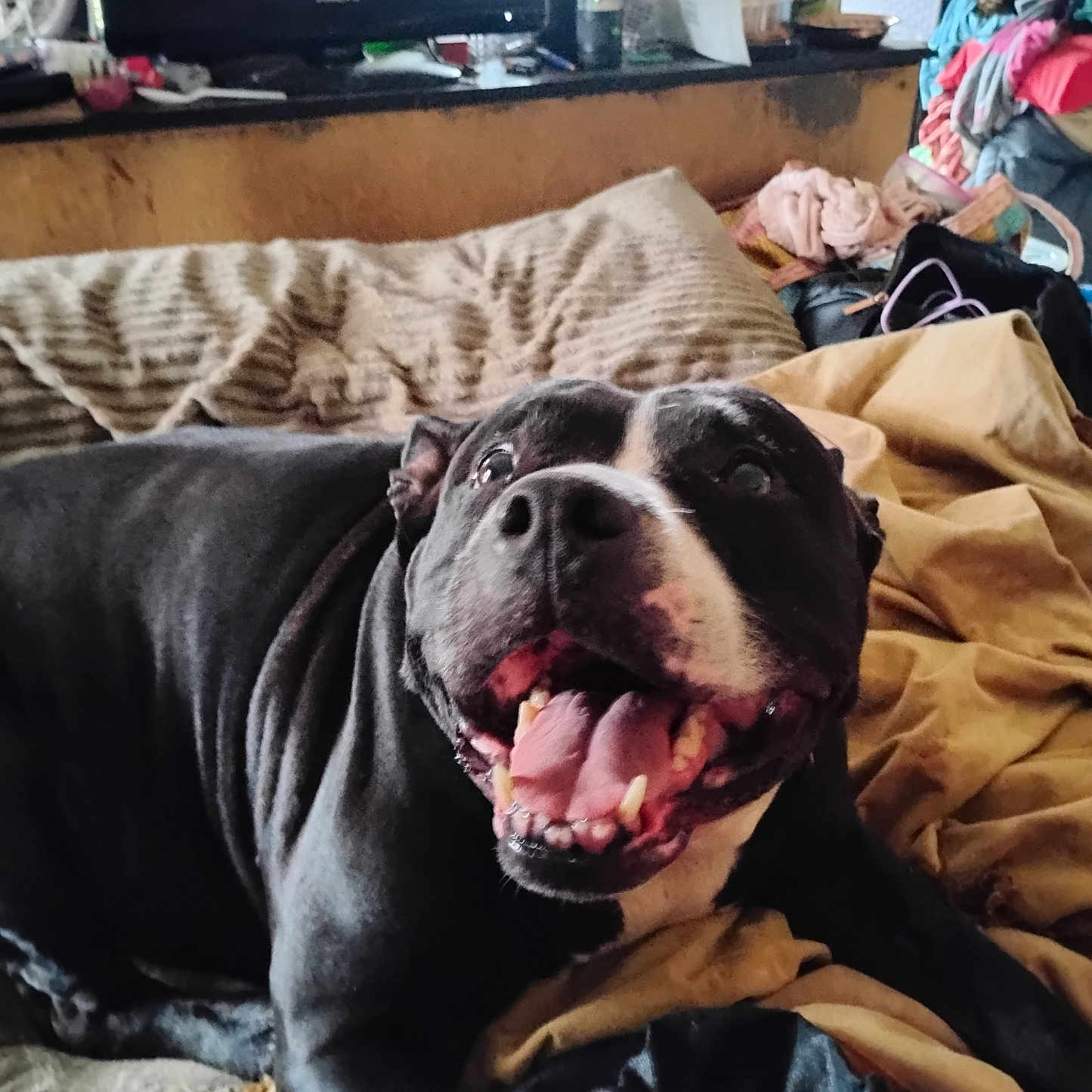 Roxy joined the competition — help win amazing prizes! black_and_white, blanket, canine, clothes, couch, dog, domestic_animal, ears, eyes, fur, happy, indoor, living_room, mouth, nose, pet, resting, smiling, television, tongue_out