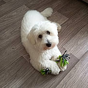 Voltaire a rejoint le concours — aidez-le/la à gagner de superbes lots ! adorable, animal, companion, cute, dog, domestic, floor, fluffy, fur, indoor, laying_down, looking_up, paw, pet, playful, rope_toy, small_dog, toy, white, wooden_floor