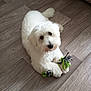 adorable, animal, companion, cute, dog, domestic, floor, fluffy, fur, indoor, laying_down, looking_up, paw, pet, playful, rope_toy, small_dog, toy, white, wooden_floor