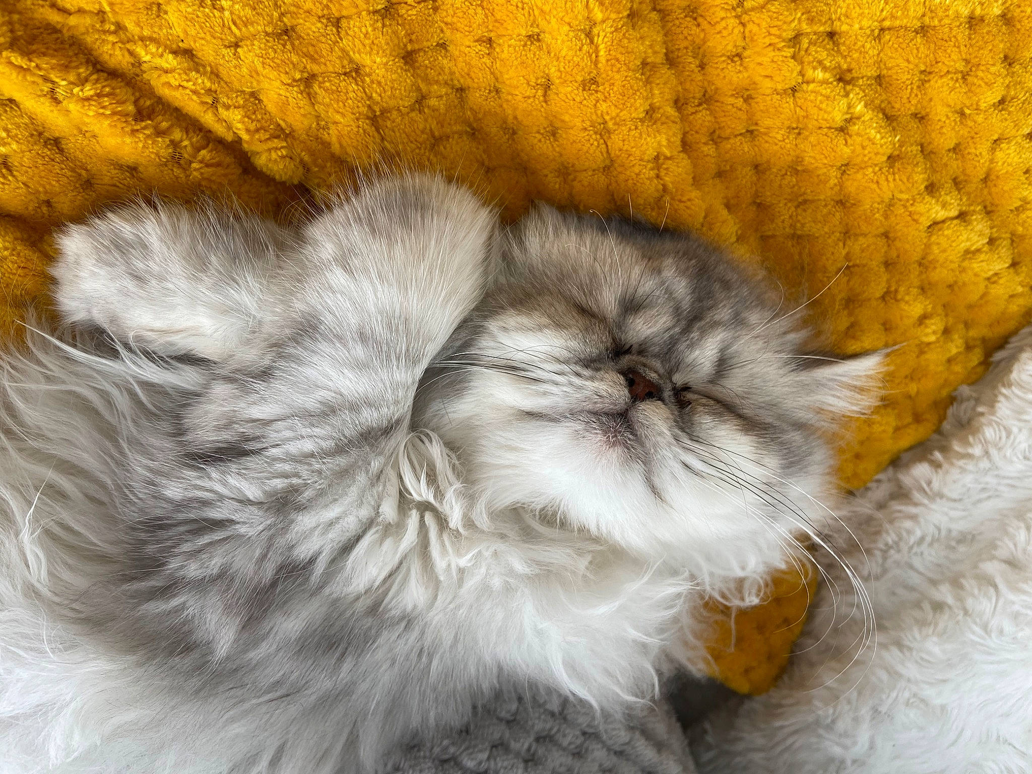 Truffe a rejoint le concours — aidez-le/la à gagner de superbes lots ! animal_product, art, canidae, cat, claw, companion_dog, dog_breed, fawn, feather, felidae, fur, fur_clothing, pattern, paw, small_to_medium_sized_cats, snout, tail, whiskers, wool, yellow