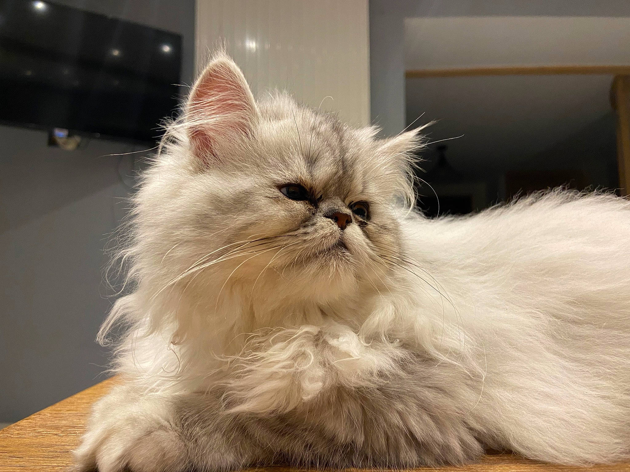 Truffe a rejoint le concours — aidez-le/la à gagner de superbes lots ! british_longhair, carnivore, cat, fawn, felidae, fruit, fur, persian, plant, small_to_medium_sized_cats, snout, vegetable, whiskers