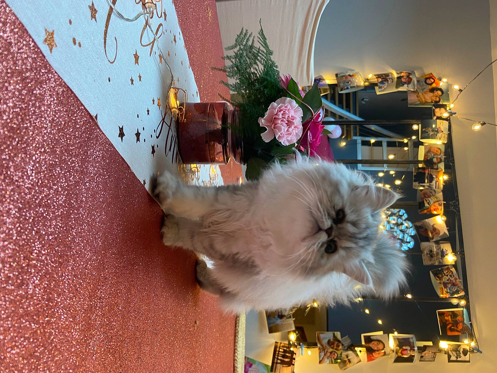 Truffe participe au concours pour gagner de l'argent avec cette photo : companion_dog, cut_flowers, event, feather, felidae, flooring, floral_design, floristry, flower, flower_arranging, fur, petal, plant, room, small_to_medium_sized_cats, tail, textile, whiskers, window