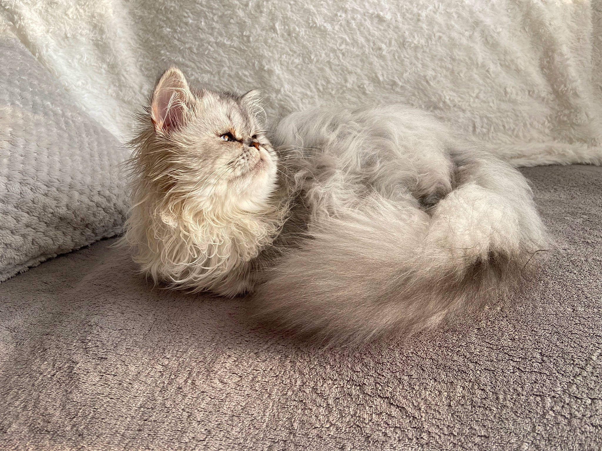 Truffe a rejoint le concours — aidez-le/la à gagner de superbes lots ! carnivore, cat, claw, comfort, domestic_short_haired_cat, fawn, felidae, foot, fur, grey, nap, paw, small_to_medium_sized_cats, terrestrial_animal, whiskers