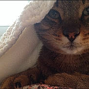 Petey joined the competition — help win amazing prizes! cat, tabby, close_up, blanket, knitted, cozy, indoor, pet, fur, whiskers, paws, resting, animal, cute, comfort, relaxation, soft, warm, curious, face