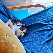 T'Choupi a rejoint le concours — aidez-le/la à gagner de superbes lots ! animal, black_and_white, blue_blanket, cat, chair, cozy, curious, domestic, embroidery, furniture, indoor, kitten, palm_tree, pet, pillow, resting, soft_texture, window, wooden_armrest, young_cat