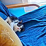 animal, black_and_white, blue_blanket, cat, chair, cozy, curious, domestic, embroidery, furniture, indoor, kitten, palm_tree, pet, pillow, resting, soft_texture, window, wooden_armrest, young_cat