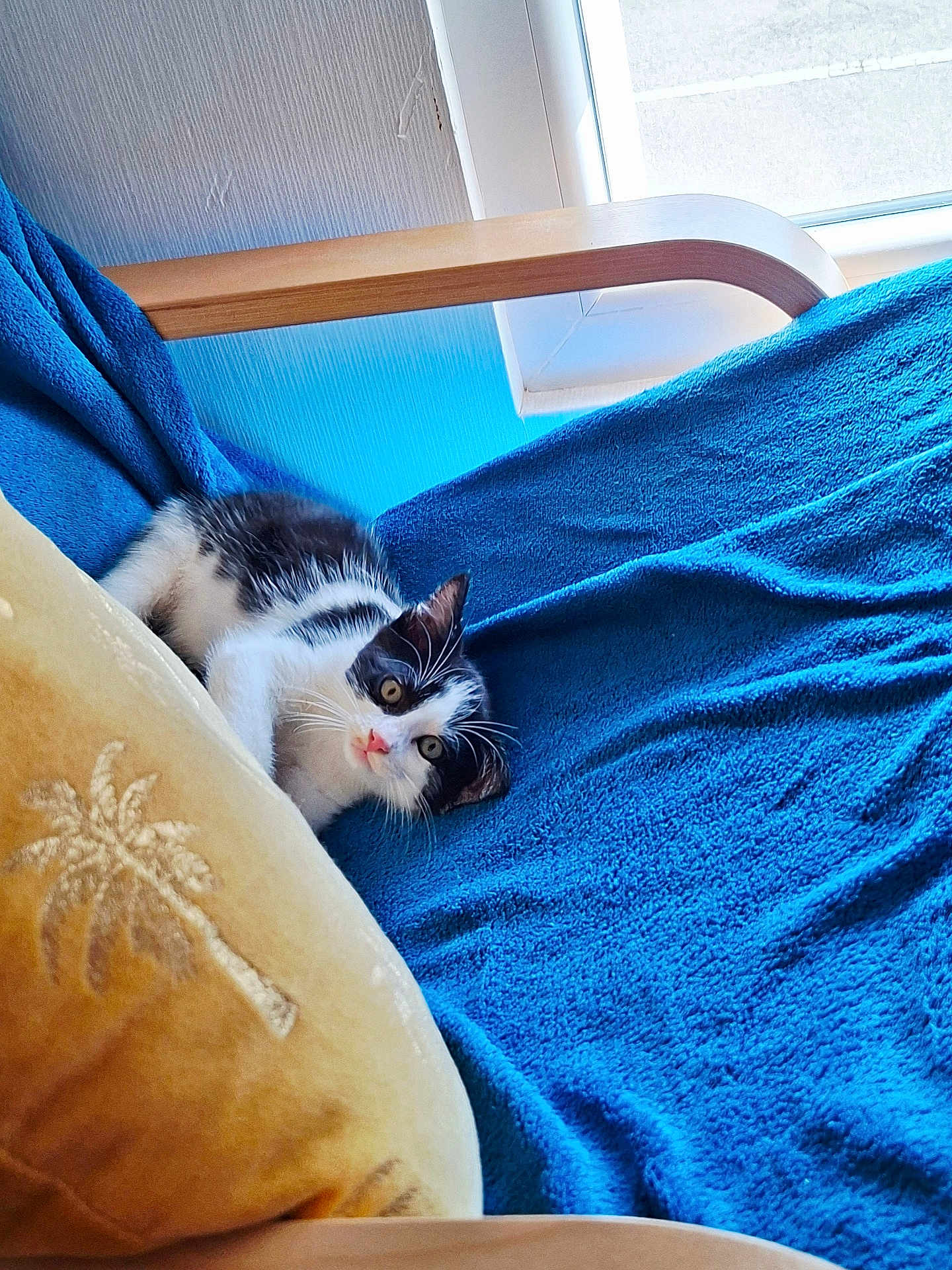 T'Choupi