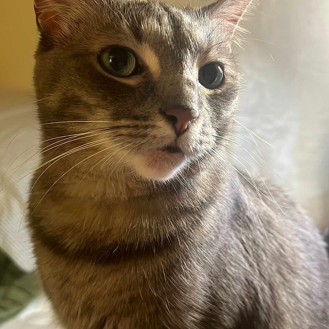 Sophia Rose Mull is registered to the contest to win money with this photo: cat, tabby, gray, indoor, close_up, pet, feline, animal, whiskers, ears, eyes, fur, portrait, sitting, curious, domestic, soft_light, blurred_background, cute, mammal