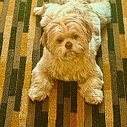 Swagg is registered to the contest to win money with this photo: animal, beige, brown, carpet, companion, cute, dog, domestic, floor, fluffy, fur, household, indoor, laying_down, paws, pet, portrait, relaxed, small_dog, striped