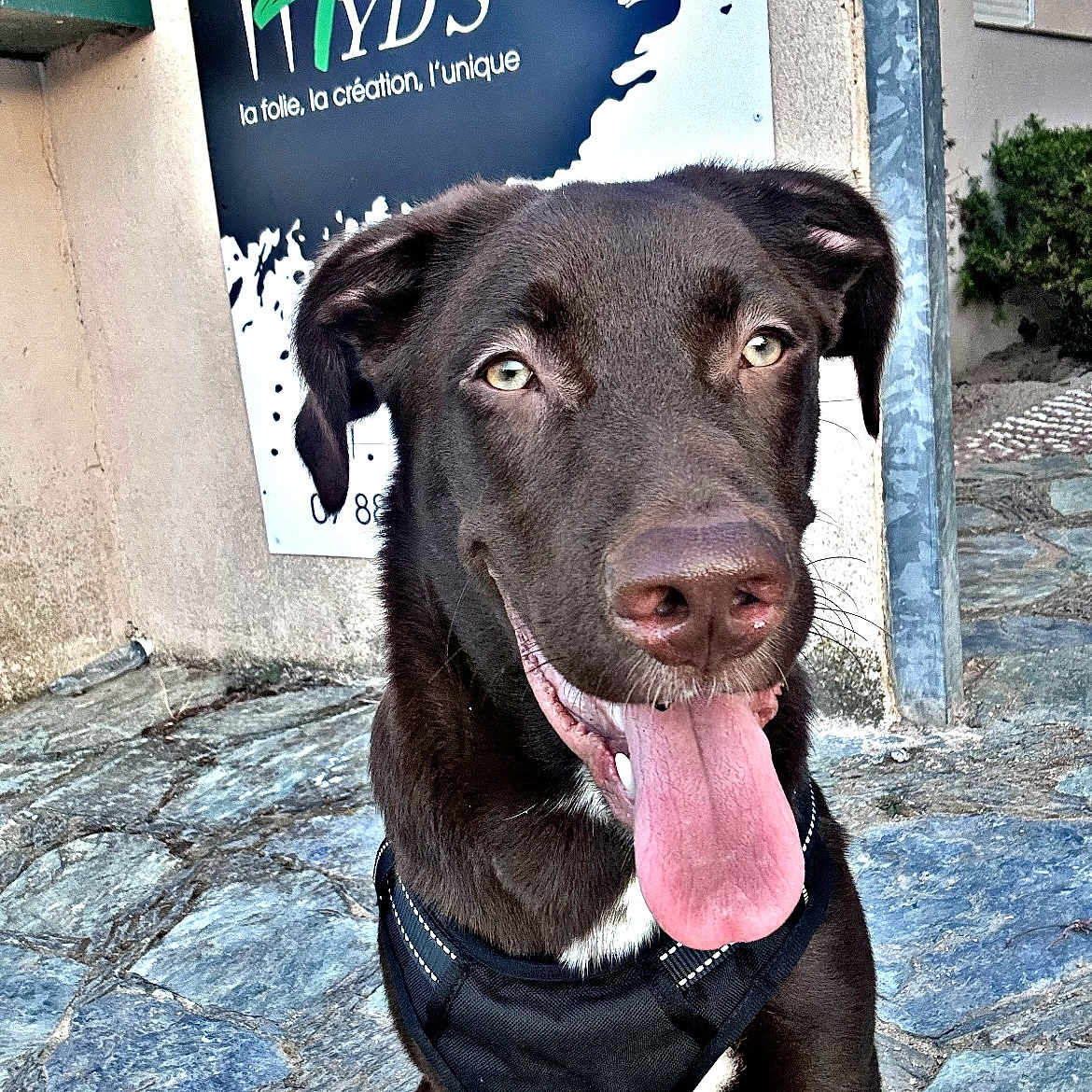 Pablo a rejoint le concours — aidez-le/la à gagner de superbes lots ! animal, architecture, bodypart, building, canine, dog, flagstone, greatdane, hound, labradorretriever, mouth, path, person, pet, pointer, policedog, puppy, slate, walkway, wall