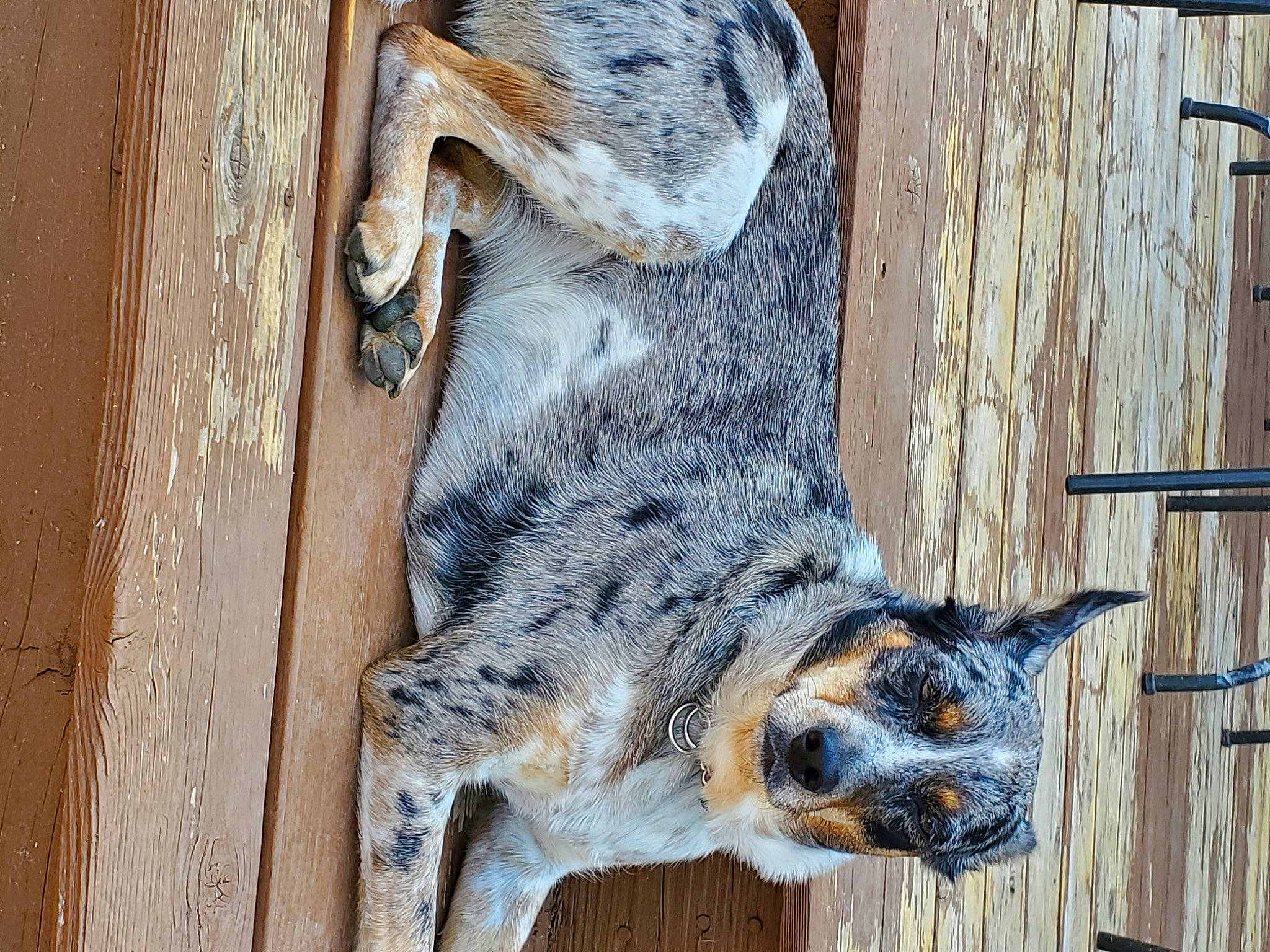 Willow is registered to the contest to win money with this photo: carnivore, fur, snout, sporting_group, tail, terrestrial_animal, wildlife, window, wood