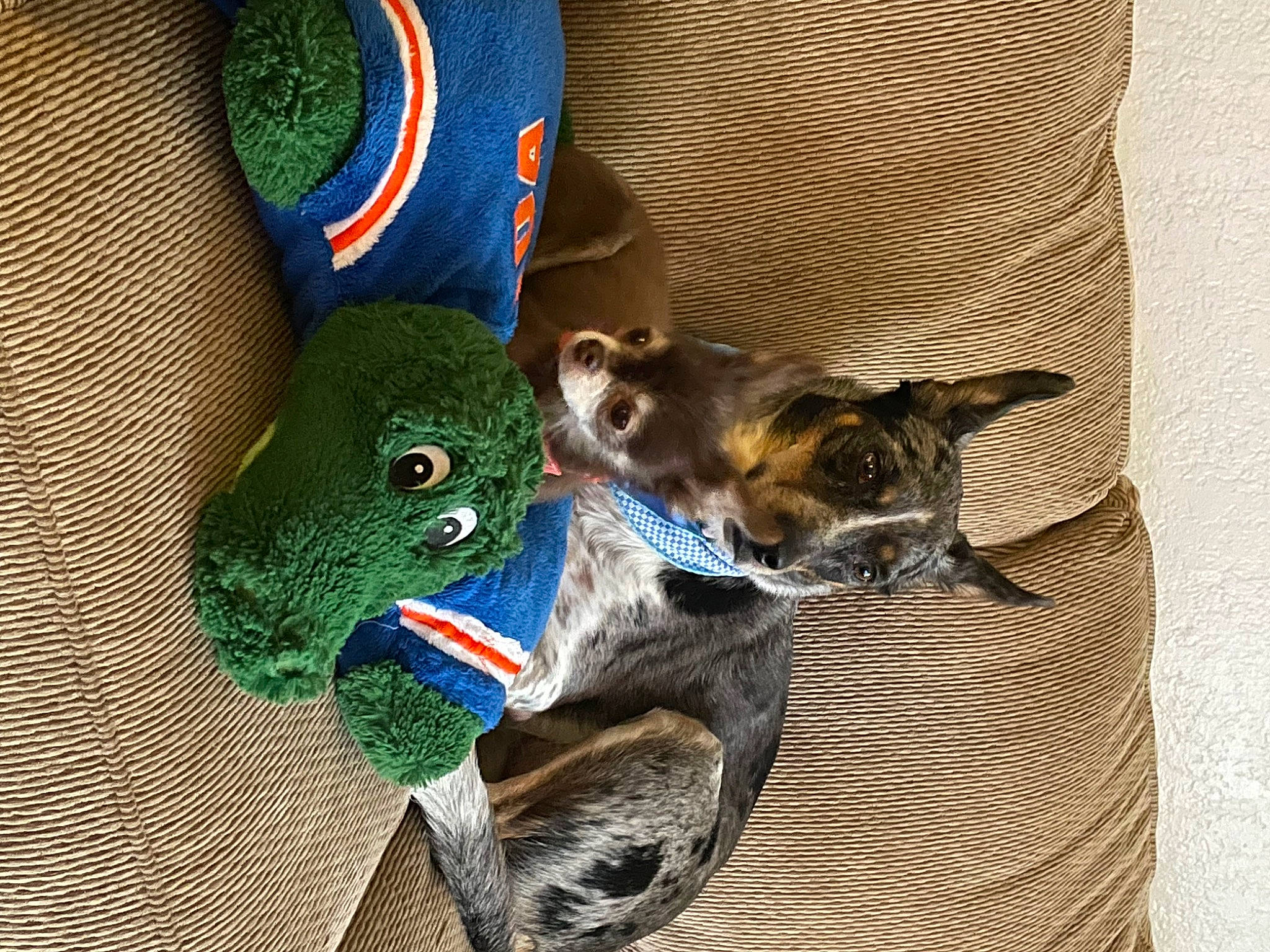 Willow is registered to the contest to win money with this photo: canidae, carnivore, cat_supply, comfort, companion_dog, dog_breed, dog_supply, electric_blue, felidae, fur, linens, nap, paw, pet_supply, small_to_medium_sized_cats, sporting_group, tail, terrestrial_animal, toy, whiskers