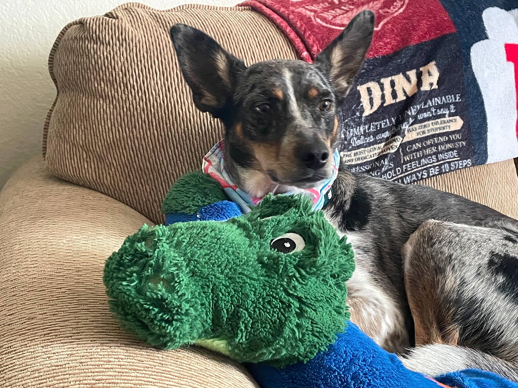 Willow joined the competition — help win amazing prizes! canidae, carnivore, collar, comfort, companion_dog, couch, dog, dog_bed, dog_breed, dog_supply, fawn, fur, linens, paw, pet_supply, snout, sporting_group, tableware, vertebrate, whiskers