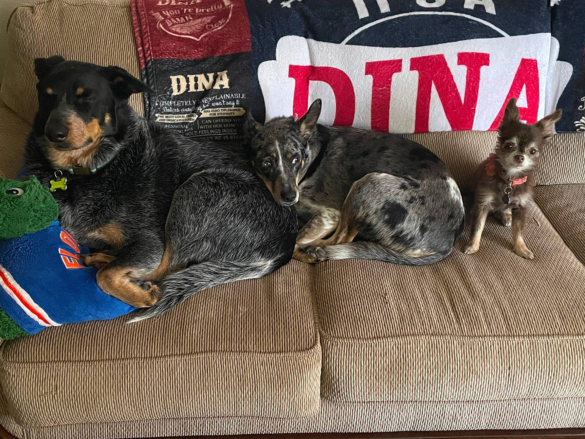 Willow joined the competition — help win amazing prizes! canidae, carnivore, comfort, companion_dog, dog, dog_breed, dog_supply, felidae, font, fur, guard_dog, paw, photo_caption, sharing, small_to_medium_sized_cats, snout, sporting_group, tail, terrestrial_animal, toy_dog