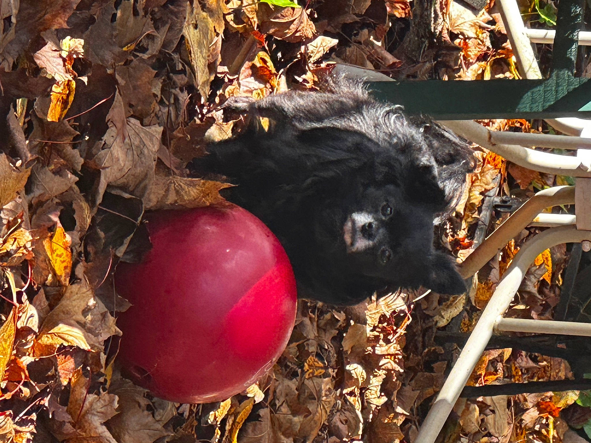 Gracie is registered to the contest to win money with this photo: apple, autumn, black_cat, christmas_ornament, dog_breed, fruit, fur, grass, perching_bird, plant, produce, soil, straw, tail, terrestrial_animal, twig, vegetable, whiskers, wood