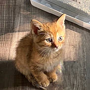 Ella is registered to the contest to win money with this photo: animal, blue_eyes, cat, curious, cute, floor, fluffy, ginger_cat, indoor, kitten, litter, litter_box, orange_fur, pet, pointed_ears, portrait, sitting, sunlight, whiskers, wood_floor