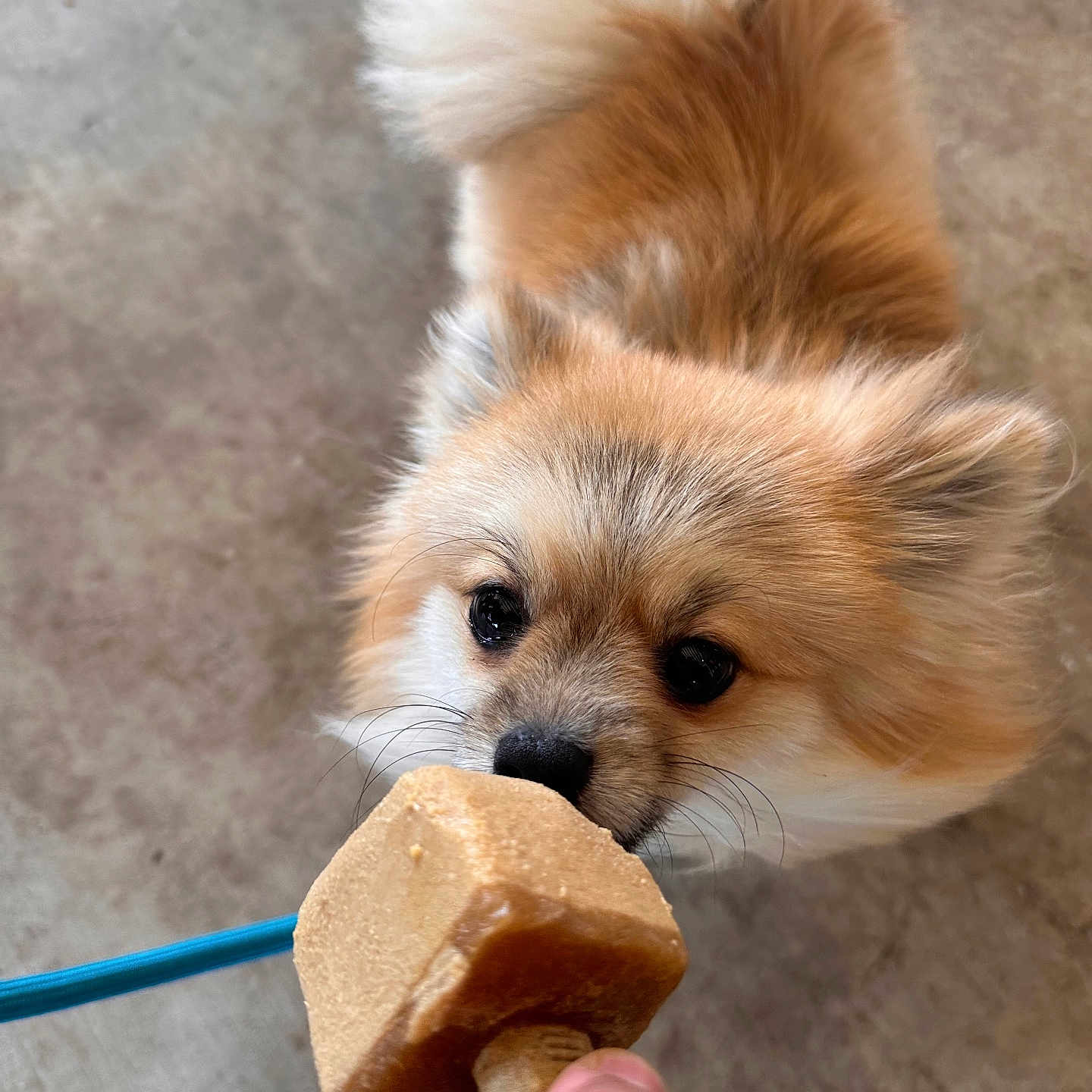 Benny joined the competition — help win amazing prizes! accessories, animal, baby, bodypart, canine, cockerspaniel, cream, dessert, dog, eskimodog, finger, food, fox, icecream, kitfox, papillon, person, pet, puppy, strap