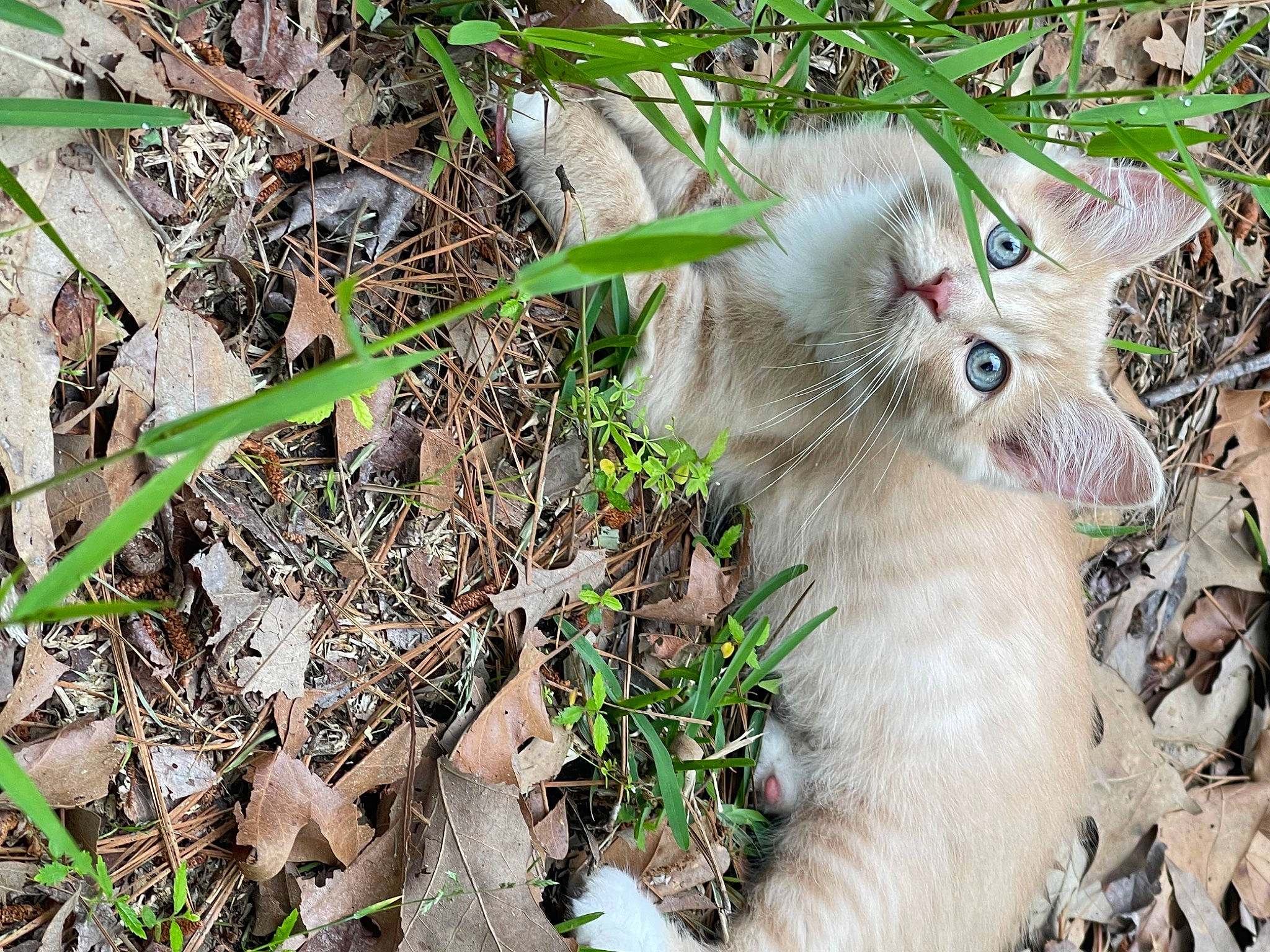 Baby Pop is registered to the contest to win money with this photo: carnivore, cat, domestic_short_haired_cat, fawn, felidae, fur, grass, groundcover, herb, organism, paw, plant, small_to_medium_sized_cats, snout, soil, tail, terrestrial_animal, tree, twig, whiskers