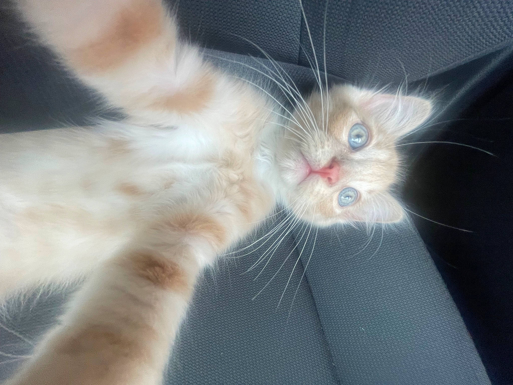 Baby Pop is registered to the contest to win money with this photo: carnivore, cat, claw, close_up, comfort, domestic_short_haired_cat, eye, fawn, felidae, foot, fur, gesture, human_leg, paw, small_to_medium_sized_cats, snout, tail, whiskers