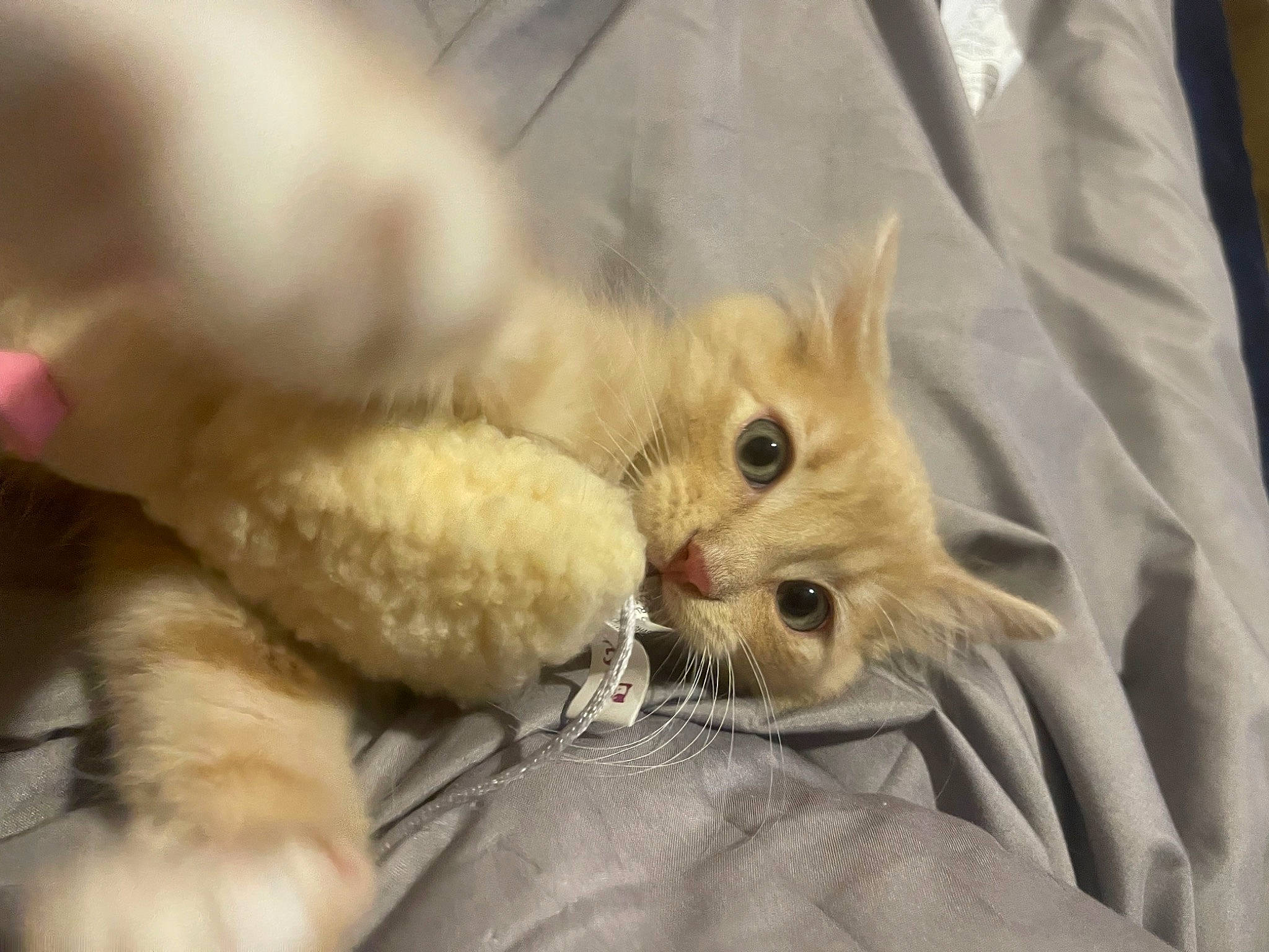Baby Pop joined the competition — help win amazing prizes! canidae, carnivore, cat, claw, comfort, companion_dog, ear, fawn, felidae, fur, linens, nap, paw, sleep, small_to_medium_sized_cats, snout, stuffed_toy, tail, toy, whiskers