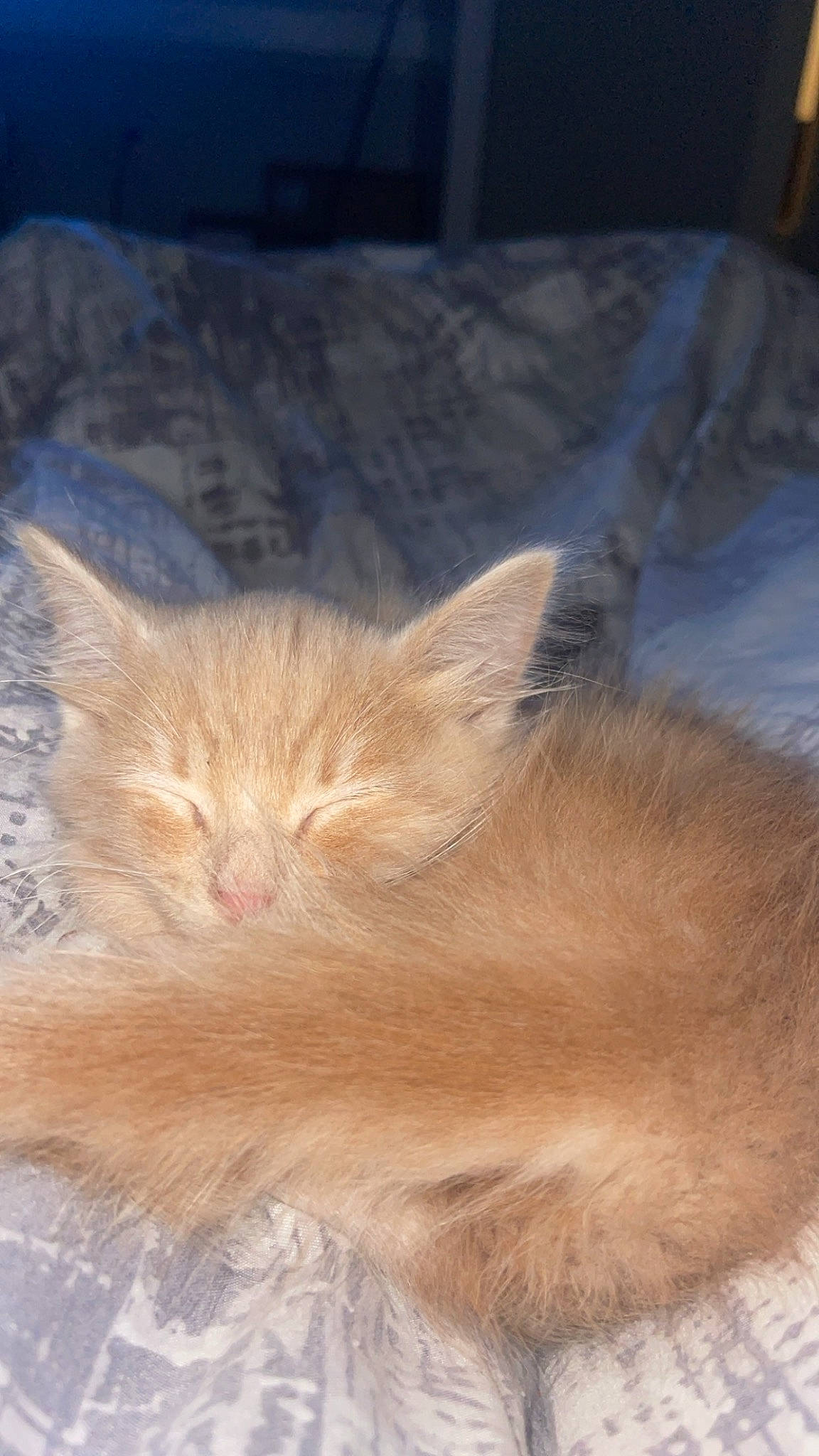 Baby Pop is registered to the contest to win money with this photo: carnivore, cat, chair, claw, comfort, fawn, felidae, fur, hardwood, nap, paw, sleep, small_to_medium_sized_cats, snout, tail, terrestrial_animal, whiskers, wildlife, wood