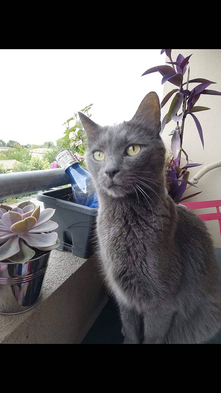 Lollipop a rejoint le concours — aidez-le/la à gagner de superbes lots ! asian, british_shorthair, burmese, carnivore, cat, chartreux, domestic_short_haired_cat, european_shorthair, felidae, kitten, korat, mammal, nebelung, plant, russian_blue, small_to_medium_sized_cats, vertebrate, whiskers