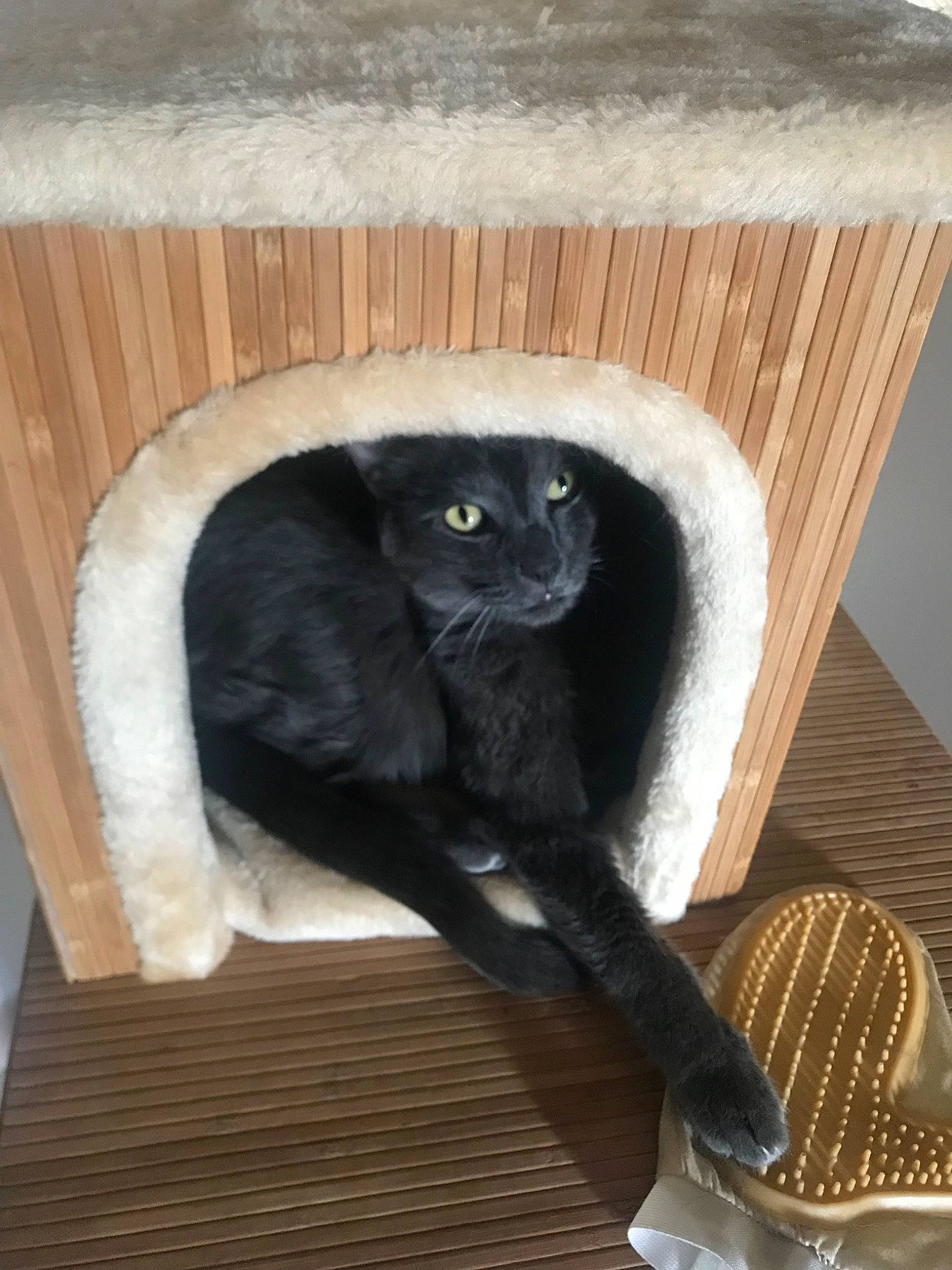 Lollipop a rejoint le concours — aidez-le/la à gagner de superbes lots ! black_cat, carnivore, cat, cat_furniture, chartreux, felidae, korat, russian_blue, scottish_fold, small_to_medium_sized_cats, tail, whiskers