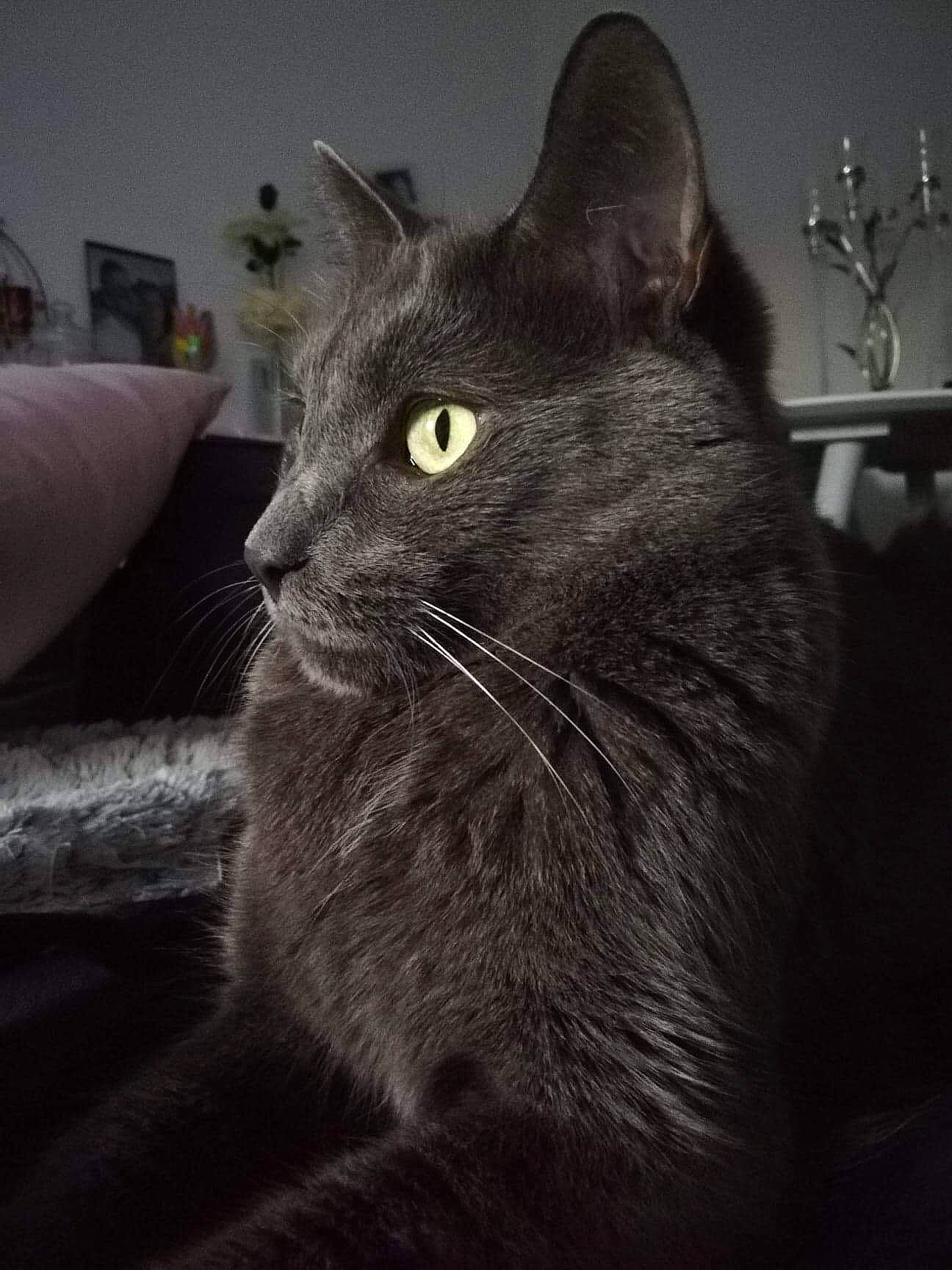 Lollipop a rejoint le concours — aidez-le/la à gagner de superbes lots ! black, black_and_white, black_cat, carnivore, cat, chartreux, domestic_long_haired_cat, domestic_short_haired_cat, ear, eye, felidae, fur, korat, mammal, nebelung, norwegian_forest_cat, russian_blue, small_to_medium_sized_cats, snout, whiskers