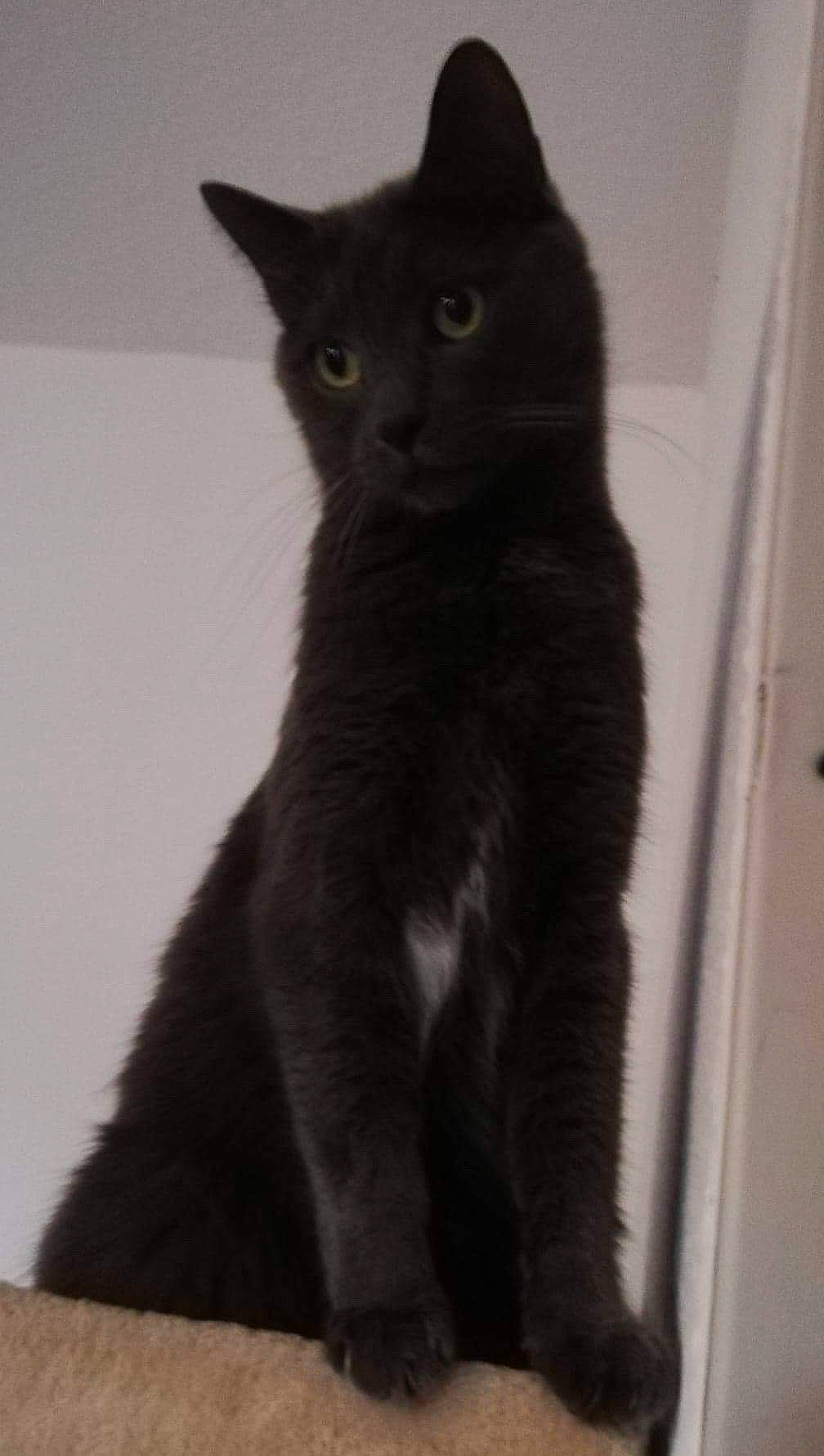 Lollipop a rejoint le concours — aidez-le/la à gagner de superbes lots ! black_cat, bombay, carnivore, cat, domestic_short_haired_cat, felidae, kitten, korat, mammal, polydactyl_cat, russian_blue, small_to_medium_sized_cats, tail, vertebrate, whiskers