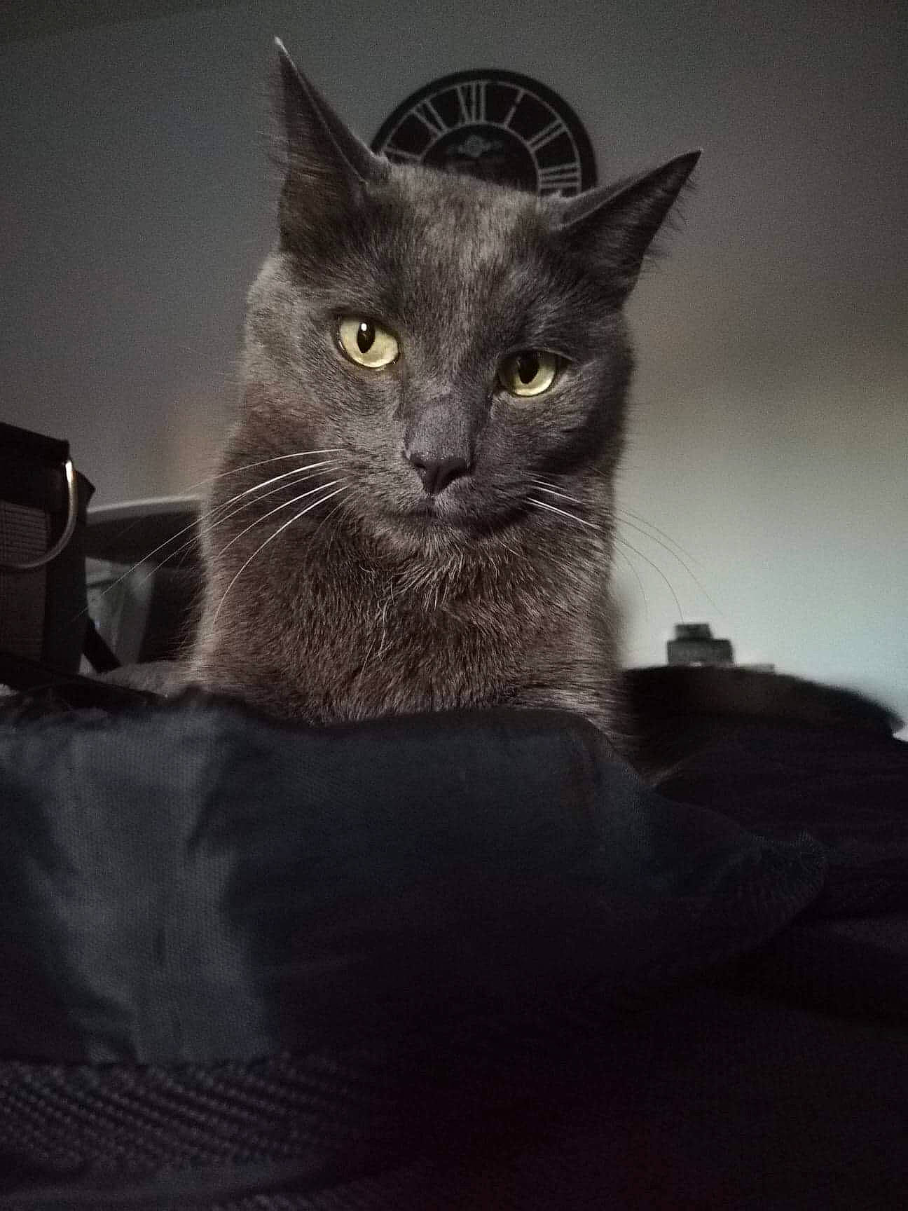 Lollipop participe au concours pour gagner de l'argent avec cette photo : asian, black, black_and_white, black_cat, burmese, carnivore, cat, chartreux, domestic_short_haired_cat, ear, eye, felidae, kitten, korat, mammal, nebelung, russian_blue, small_to_medium_sized_cats, snout, whiskers