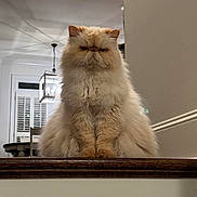 Hampton is registered to the contest to win money with this photo: cat, fluffy, indoor, pet, cream_color, wooden_ledge, grumpy_expression, furniture, window, light_fixture, shutters, portrait, animal, sitting, feline, close_up, domestic, cute, house, fur