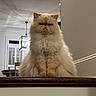 cat, fluffy, indoor, pet, cream_color, wooden_ledge, grumpy_expression, furniture, window, light_fixture, shutters, portrait, animal, sitting, feline, close_up, domestic, cute, house, fur