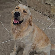 Eugenia Grosu participe au concours pour gagner de l'argent avec cette photo : dog, golden_retriever, sitting, happy, tongue_out, pet, canine, fur, outdoor, stone_floor, paw, tail, animal, mammal, friendly, cute, companion, smiling, domestic, playful