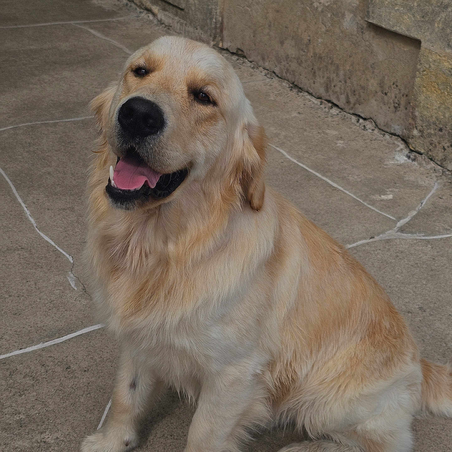 Eugenia Grosu participe au concours pour gagner de l'argent avec cette photo : animal, canine, companion, cute, dog, domestic, friendly, fur, golden_retriever, happy, mammal, outdoor, paw, pet, playful, sitting, smiling, stone_floor, tail, tongue_out